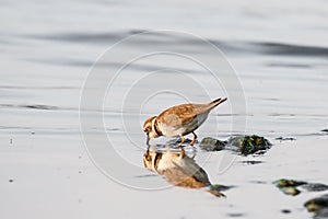 Little ringed plover - Charadrius dubius - a small bird with brown wings and a white belly, drinking water by the lake shore