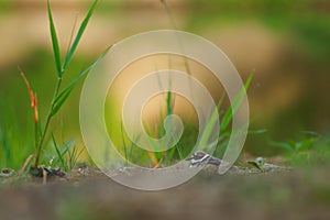 Little Ringed Plover - Charadrius dubius small wading bird in the lake of fresh water, feeding and nesting, sitting on eggs on the