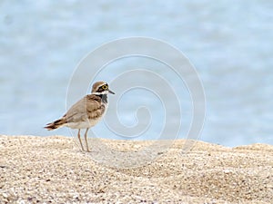 Little ringed plover Charadrius dubius standing on the beach