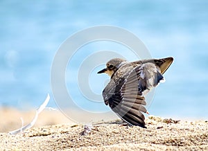 Little ringed plover Charadrius dubius standing on the beach