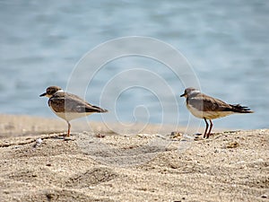 Little ringed plover Charadrius dubius standing on the beach