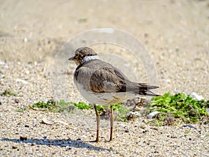 Little ringed plover Charadrius dubius standing on the beach