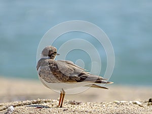 Little ringed plover Charadrius dubius standing on the beach