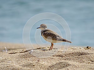 Little ringed plover Charadrius dubius standing on the beach