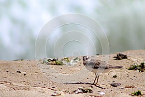 Little ringed plover Charadrius dubius standing on the beach