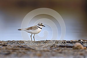 Little ringed plover, charadrius dubius, at sunrise