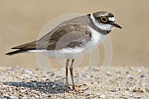 The little ringed plover Charadrius dubius very close up portrait