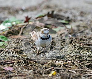 Little ringed plover Charadrius dubius wading on swampy ground of the drying wetland