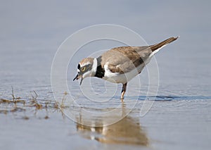 A little ringed plover keeps a beak and eats a small shrimp