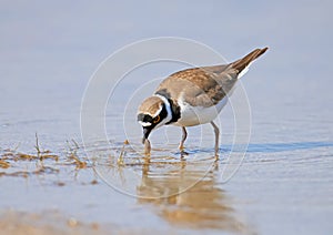 A little ringed plover keeps a beak and eats a small shrimp