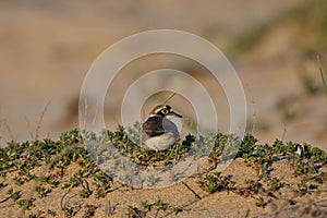 Little ringed plover lying down over sand dune