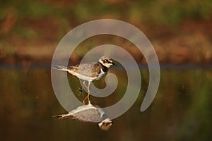 Little ringed plover in mirror