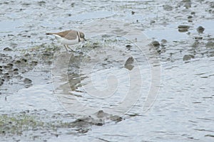 Little Ringed Plover on a mudflat