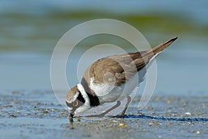 Little ringed plover in natural habitat Charadrius dubius