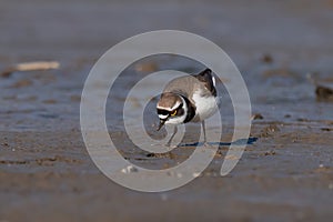 Little ringed plover, real wildlife