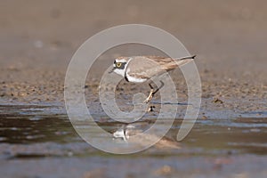 Little ringed plover, real wildlife