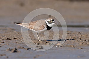 Little ringed plover, real wildlife