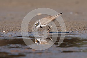 Little ringed plover, real wildlife