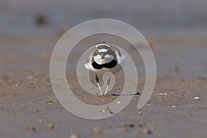 Little ringed plover, real wildlife