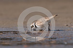 Little ringed plover, real wildlife