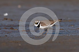 Little ringed plover, real wildlife