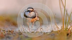 Little Ringed Plover running on bank