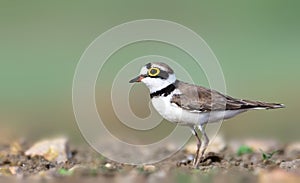 Little ringed plover forging in ground for food photo