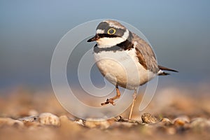 Little ringed plover walking on riverbank in spring