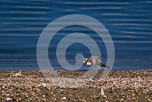 Little ringed plover in winter plumage stretching its wing