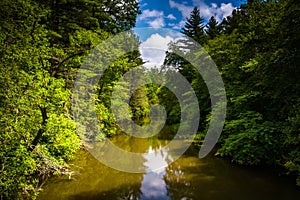 The Little River, in Dupont State Forest, North Carolina.