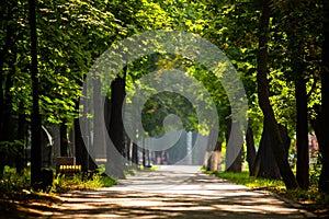 Little road through row of trees in a park