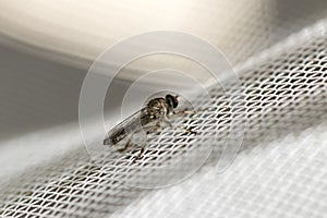 Little robber fly landed on a white plastic net. Macro photography. Close-up image.