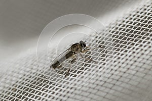 Little robber fly landed on a white plastic net. Macro photography. Close-up image.