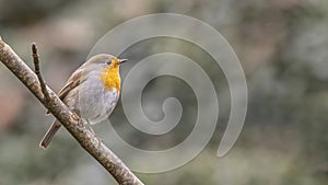 Little Robin Bird Perching on Tree Branch