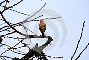 little robin on a tree branch