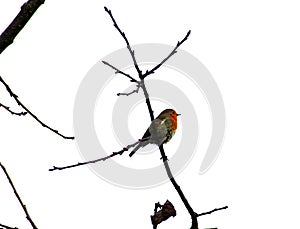 little robin on a tree branch