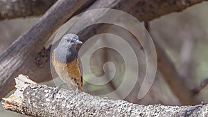 Little Rock Thrush on Log