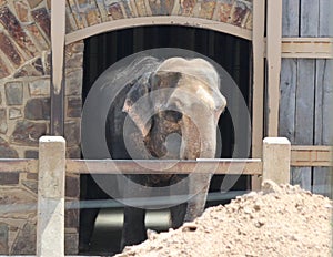 Little Rock Zoo Animals - Elephant