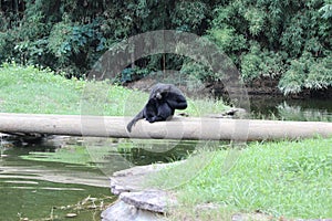 Little Rock Zoo Animals - Siamang 3