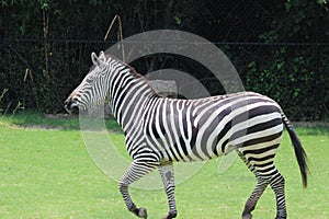 Little Rock Zoo Animals