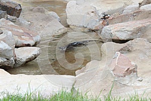 Little Rock Zoo - Mr. Otter-Man