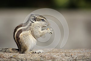 Little rodent eating an acorn