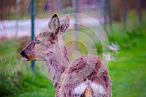 Little roe deer