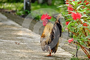 Little rooster walking in grass