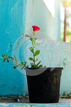 Little rose plant pot in the home garden