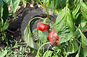 Little and rotten peppers damaged