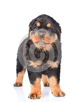 Little rottweiler puppy standing in front view. Isolated on white