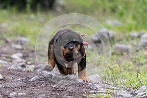 Little Rottweiler Running