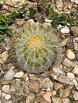 Little round cactus surrounded by rocks