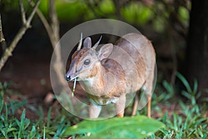 Antelope neotragus pygmaeus in the natural wildlife photo